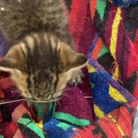 ミルクを飲む子猫