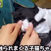 顔を触られる子猫
