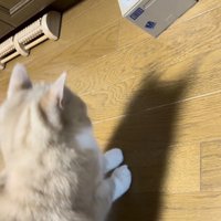貯金箱の音にびっくりするスコティッシュフォールド