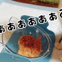 ウェットフードを食べて雄叫びを上げる子猫