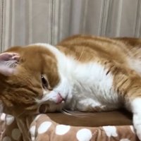 横になっている猫がうっすら目を開ける