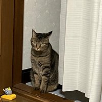 怒った様子で睨みつける猫