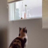 ジャンプする猫