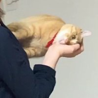 横向きに抱っこされている猫