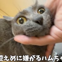 「控えめに嫌がる...」のテロップ写真