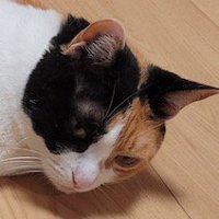 床でくつろいでいる猫の顔