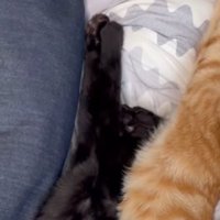 前足を伸ばして眠る黒猫