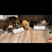 ごはんをたべている4匹の猫とうさぎ