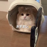 キャリーケースの中の猫