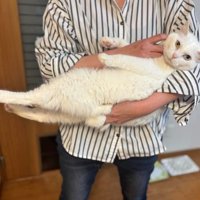 抱かれている猫