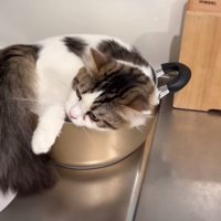 しっぽを叩く猫