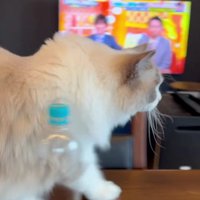 テーブルの上の猫