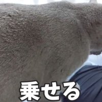 ハムちゃんを上にのせる