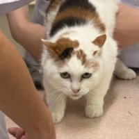 動物病院にいる猫