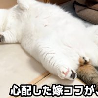 仰向けな猫（心配した嫁コフが、）