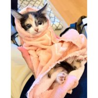 抱かれている子猫