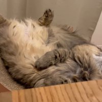 ベッド型爪研ぎの上で横になっている猫に近づく飼い主