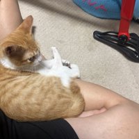 飼い主の足にのっている猫