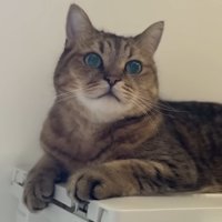 座ったまま体を起こし飼い主をじっとみる猫