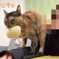 オラオラオラァ