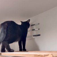 出たそうなチロルちゃん