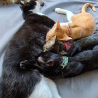 子猫にお腹を差し出す猫