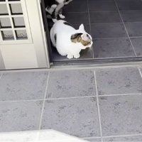 玄関にいる猫