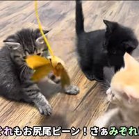 しぐれちゃんも参戦