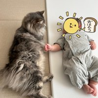 赤ちゃんを見守る猫