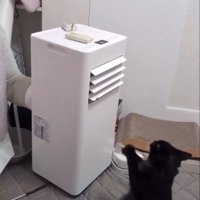 機械を見つめる猫