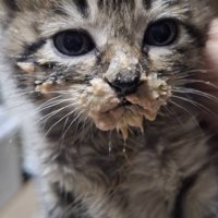 口の周りを離乳食で汚す子猫