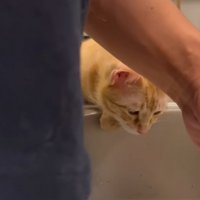 人間の手の間から猫の顔が見えている