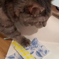 猫、青と黄色の紙