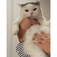 抱かれている猫