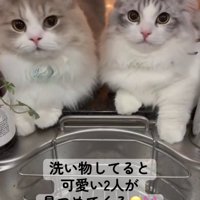 凝視する2匹の猫