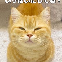 飼い主を見上げながら目を細める猫