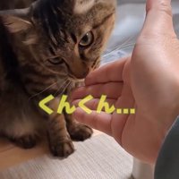 手の匂いを嗅ぐ猫