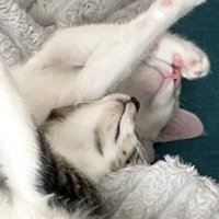 あごを上げて寝ているキジ白と白猫の子猫