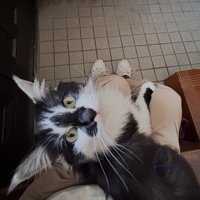 飼い主の膝の上に座り込んで振り返る猫