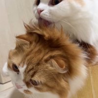 茶色い猫の上に乗って茶色い猫の頭を舐めるクリーム色の猫