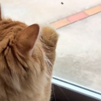 窓に手をつく猫