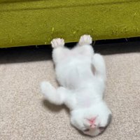ソファの下で遊ぶ子猫