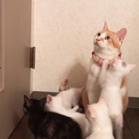 ドアを見る成猫