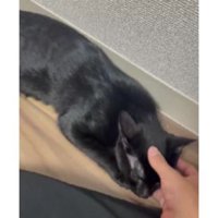 撫でられる猫