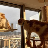 譲りたくない図