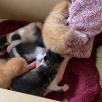 よじ登るチャトラの子猫