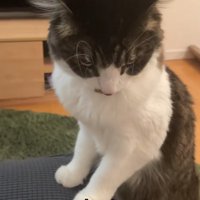 ソファに両前足をついて立っている猫（ややアップ）