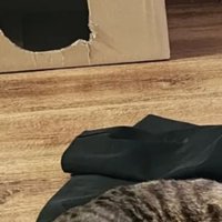 制服で寝転ぶ猫