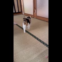 後ろ姿(左足が後ろ)