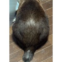 猫の背中